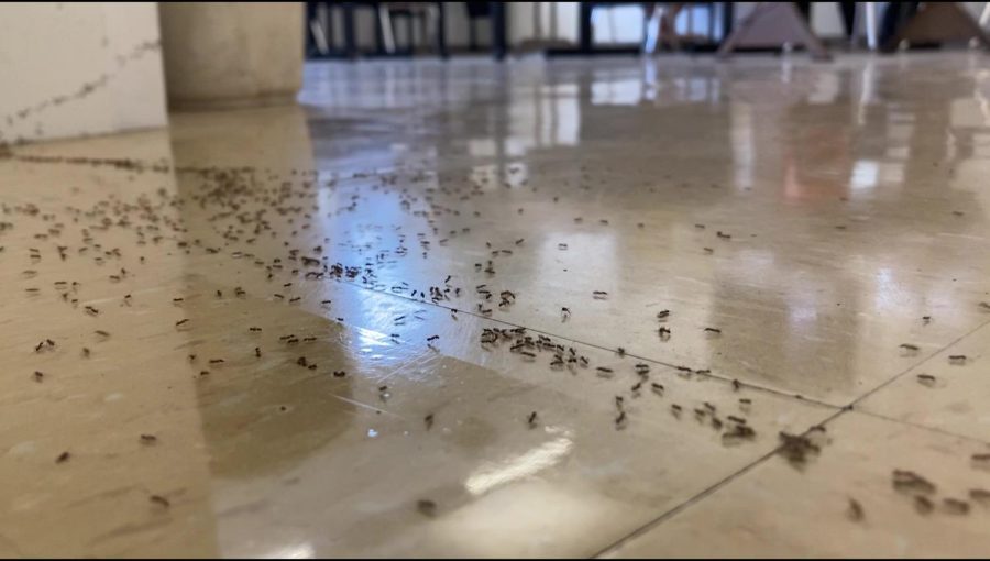 Invasion of the Ants