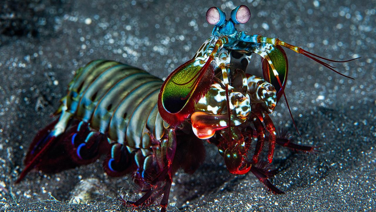 The Mantis Shrimp