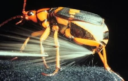 OG Chemical Warfare: The Bombardier Beetle