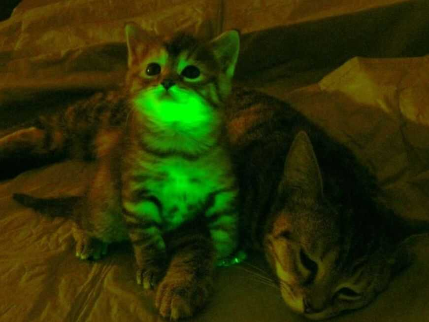 The Glow in The Dark Cats of 2011