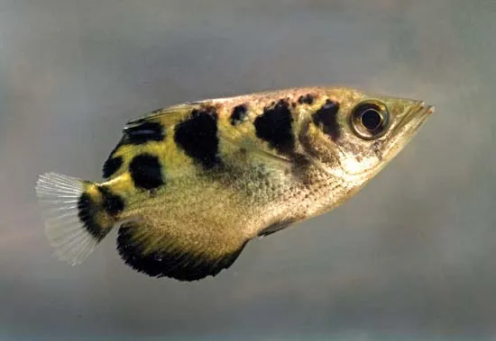 The Gunslinger of The River: The Archer Fish